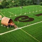 Destinasi Wisata Binjai dengan Pemandangan Luar Biasa Sawah Lukis